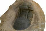 Paralejurus Trilobite Fossil - Atchana, Morocco #312795-5